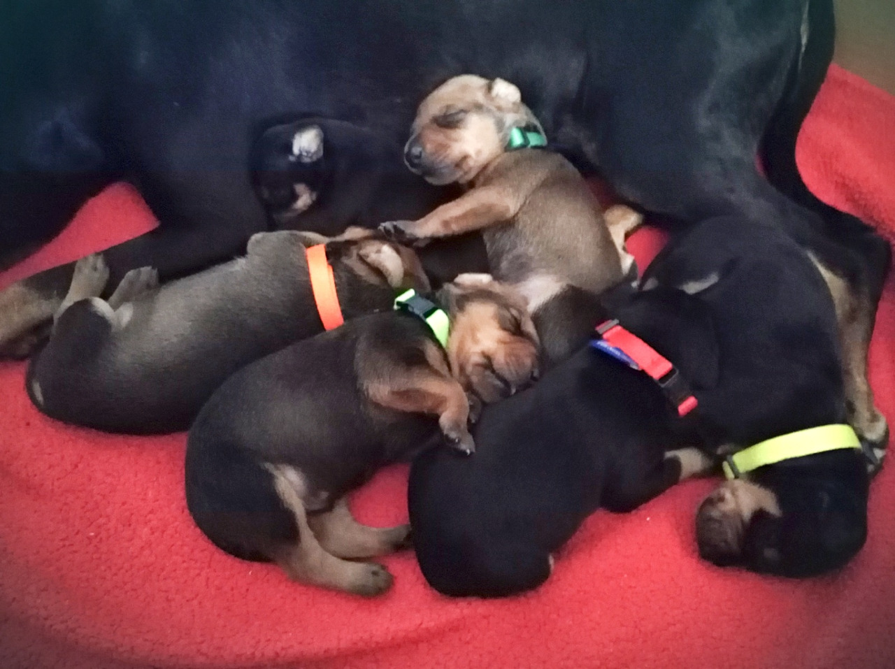 štěňátka 2 týdny stará